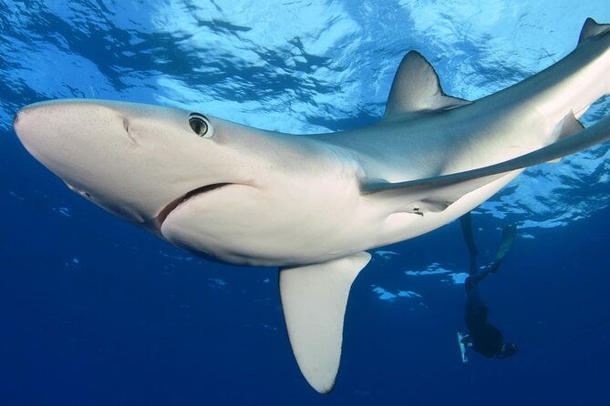 guided-swimming-experience-with-sharks-in-portugal-2