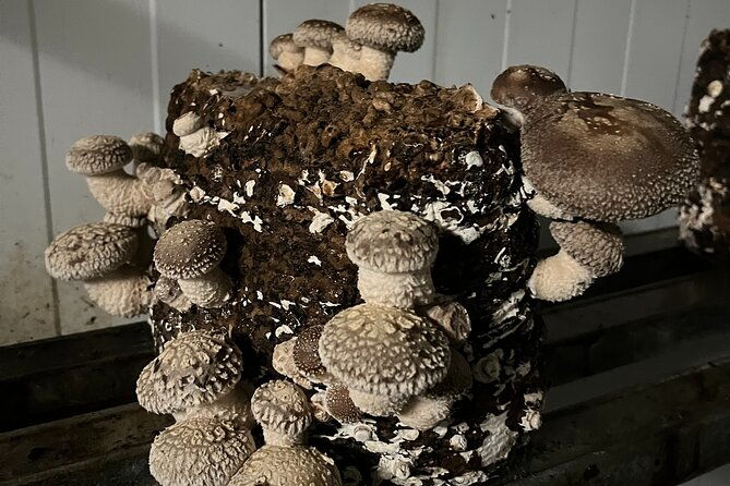 guided-tour-and-tasting-in-mushroom-cultivation