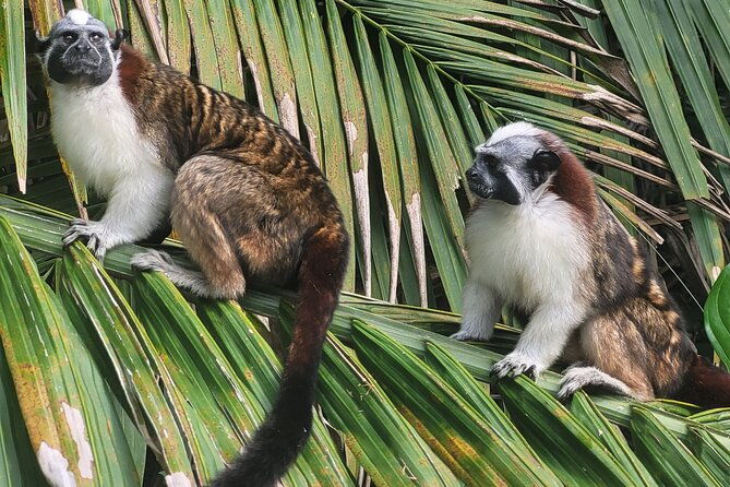 guided-tour-in-sloth-sanctuary-and-monkey-island