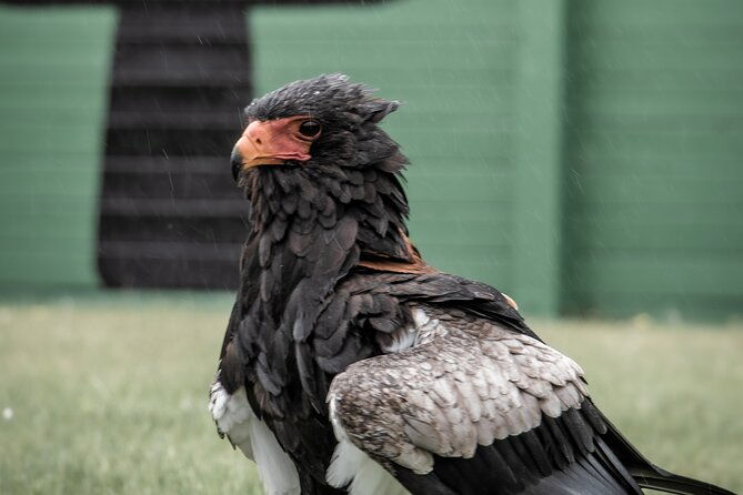 guided-tour-of-aillwee-cave-and-visit-to-the-birds-of-prey-centre