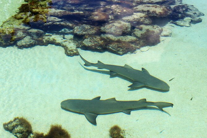 guided-tour-of-coral-world-ocean-park-happy-hour