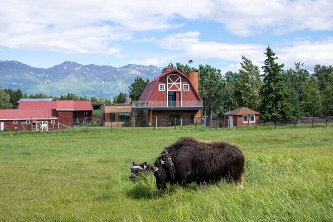 guided-tour-of-musk-ox-farm-scenic-drive-from-anchorage