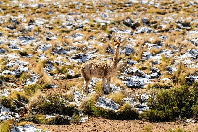 guided-tour-to-the-tatio-geyser-breakfast-at-geyser-blanco