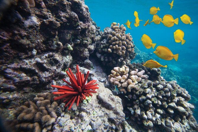 guided-turtle-town-snorkeling-tour-with-underwater-photos-2