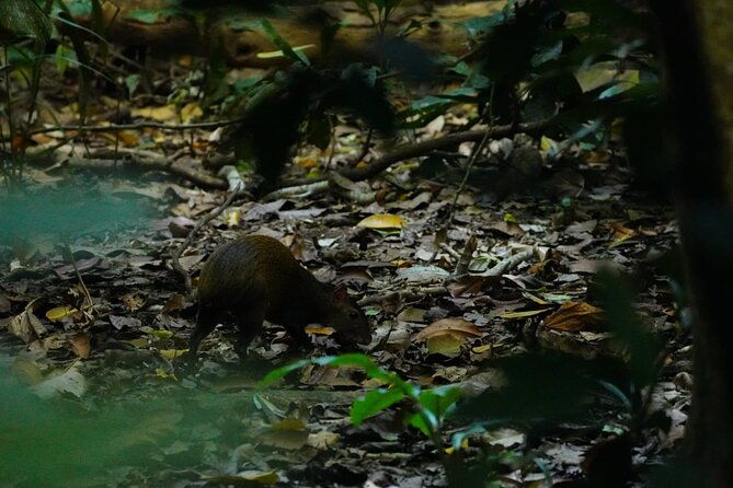 guided-visit-to-carara-national-park-ticket-included