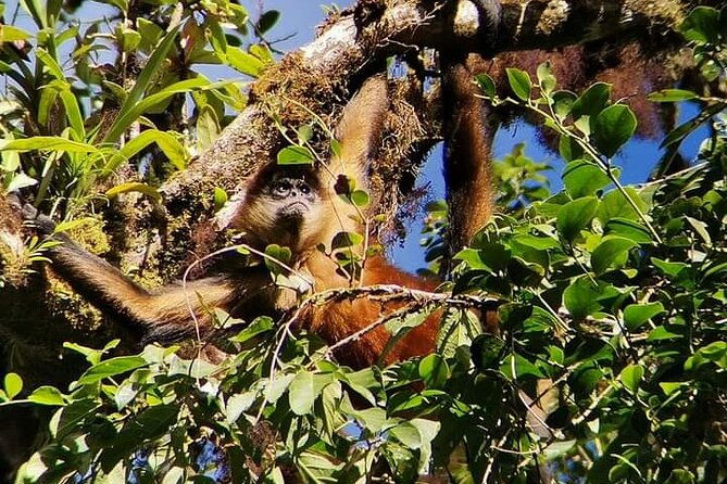 guided-walk-monteverde-biological-reserve-johns-nature-tours