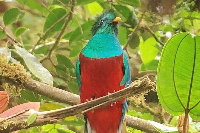 guided-walk-to-the-monteverde-cloud-forest-preserve