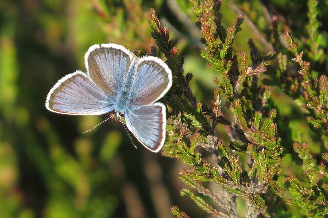 guided-walking-tour-of-new-forest-national-park-in-hampshire