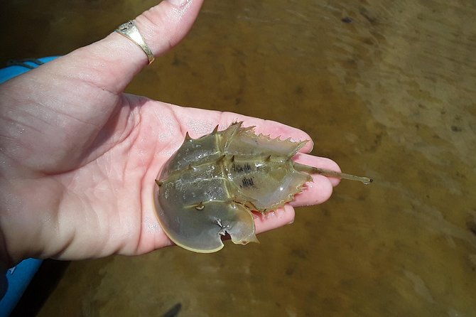 guided-wildlife-eco-kayak-tour-in-new-smyrna-beach