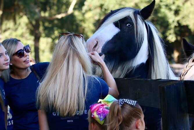 gypsy-gold-horse-farm-tour