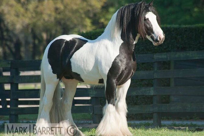 gypsy-gold-horse-farm-walking-tour-2