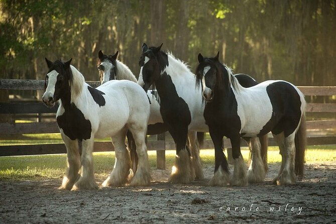 gypsy-gold-horse-farm-walking-tour