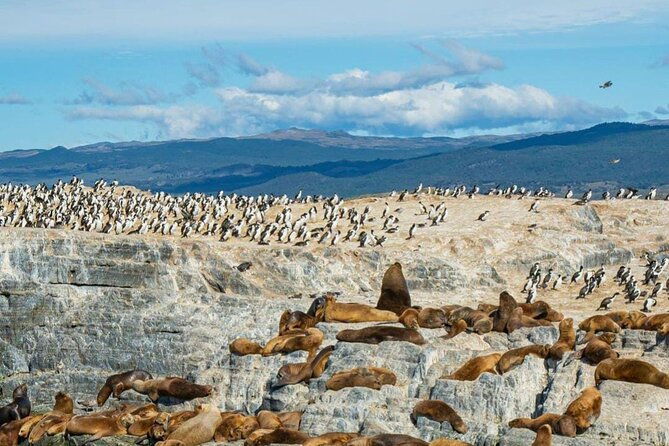half-day-beagle-channel-tour-to-isla-de-lobos-and-penguin-colony
