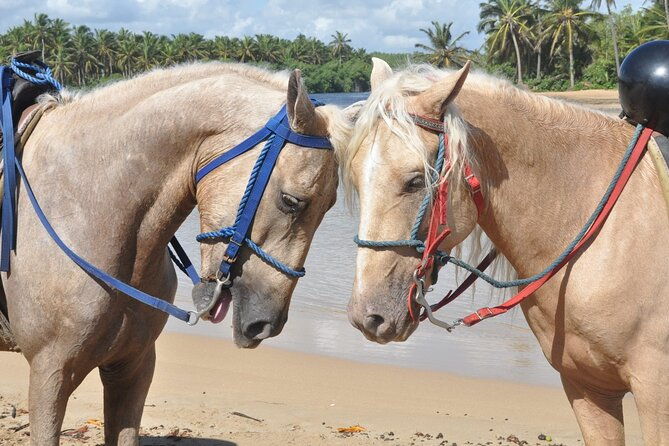 half-day-buggies-and-horseback-experience-in-punta-cana