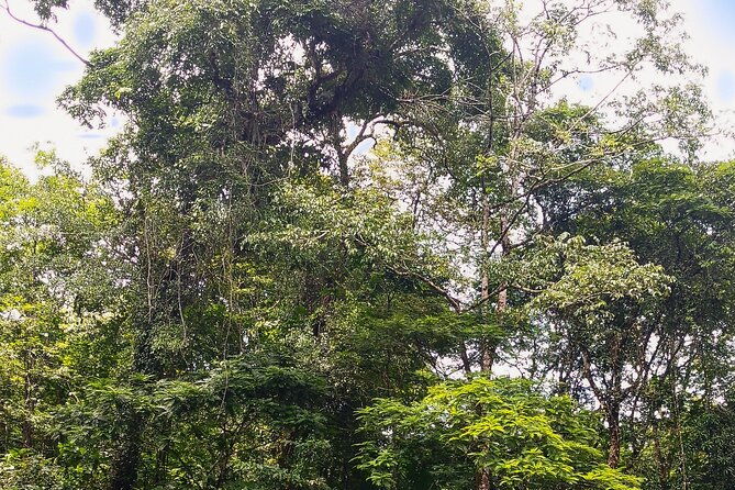 half-day-canoe-and-hike-in-to-tortuguero-national-park