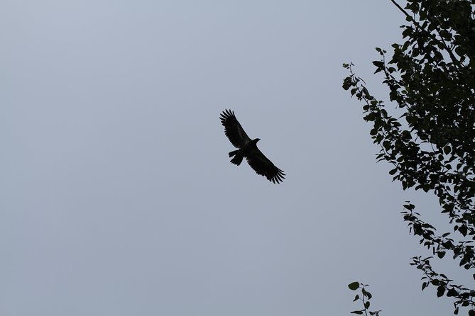 half-day-chilkat-bald-eagle-preserve-float-tour-2