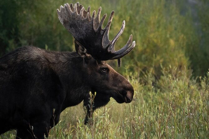 half-day-grand-teton-wildlife-safari-private-tour