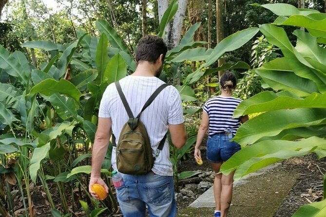 half-day-nature-culture-excursion-tropical-taino-garden-tour