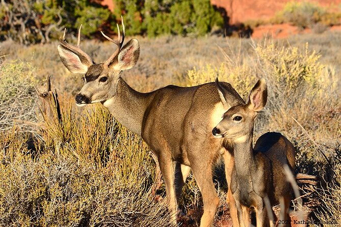 half-day-private-arches-national-park-guided-tour-2