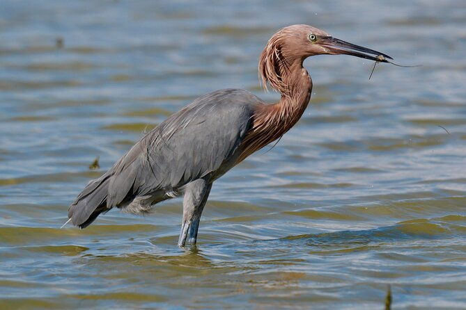 half-day-private-bird-tour-of-fort-de-soto-park-in-st-petersburg-2-person-max