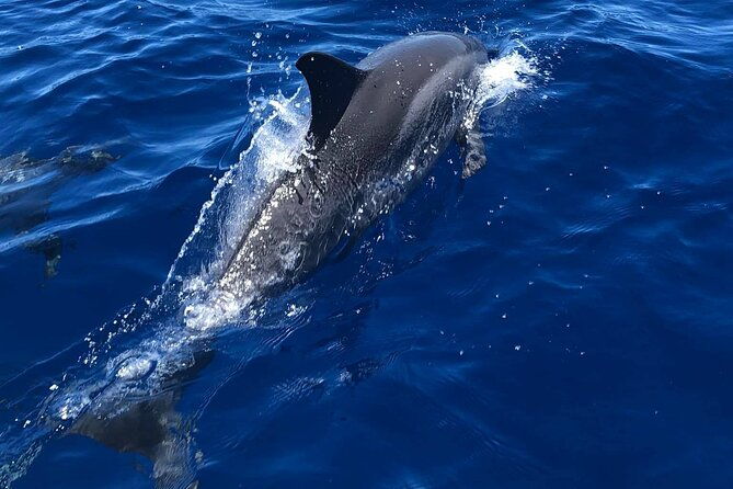 half-day-private-cruise-tour-with-snorkeling-in-kona
