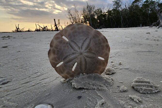 half-day-private-shelling-dolphin-ecotour-in-10-000-island-marco