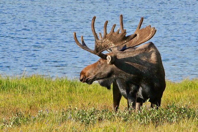 half-day-rocky-mountain-national-park-lake-and-meadows-tour-2