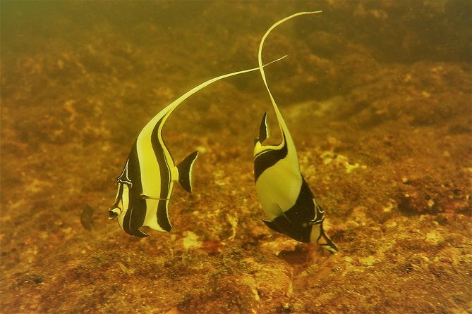 half-day-snorkeling-experience-in-tamarindo