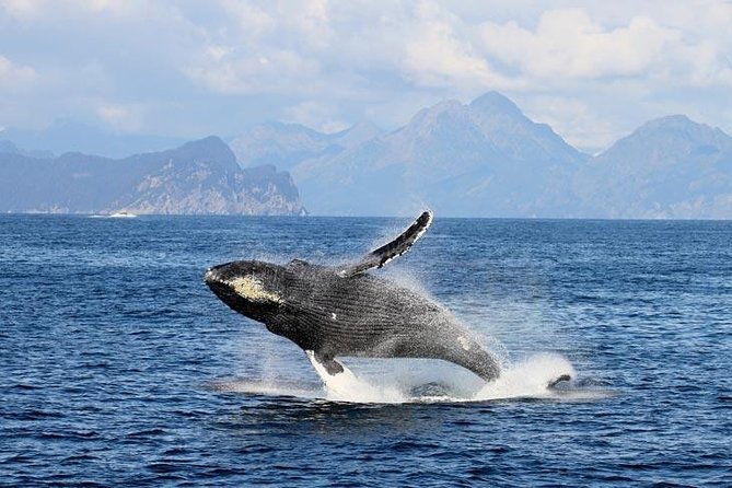 half-day-spring-resurrection-bay-wildlife-tour-from-seward