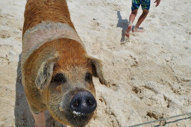 half-day-swiming-pigs-and-sharks-tour-nassau-to-exuma-by-plane