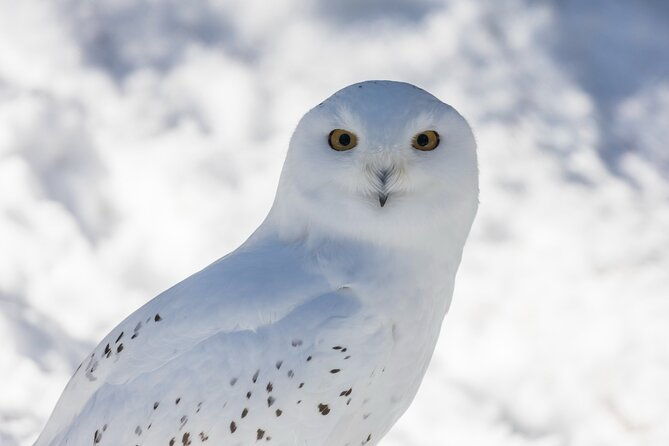 half-day-trip-to-ranua-wildlife-park-from-rovaniemi