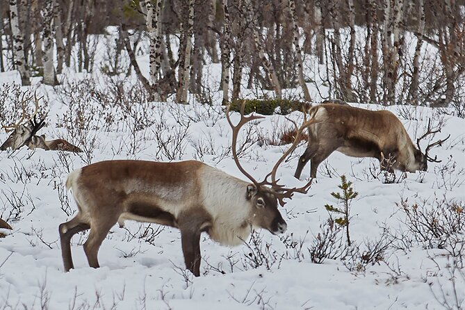 half-day-wildlife-and-nature-photography