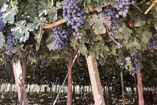 half-day-winery-tour