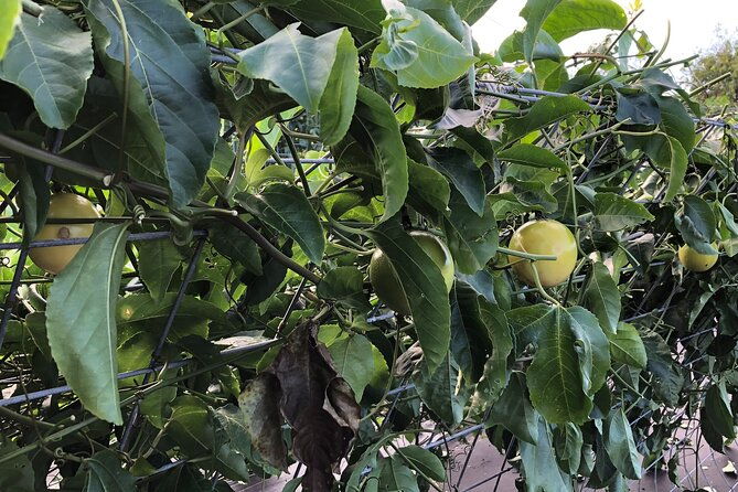 hamakua-coast-farm-small-group-walking-and-tasting-tour