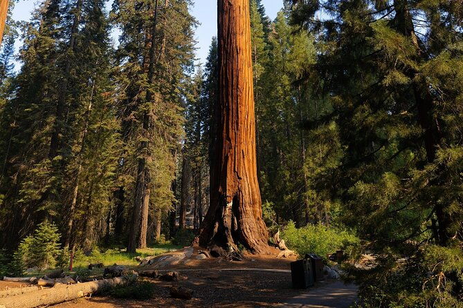 heart-of-the-giant-forest-hike