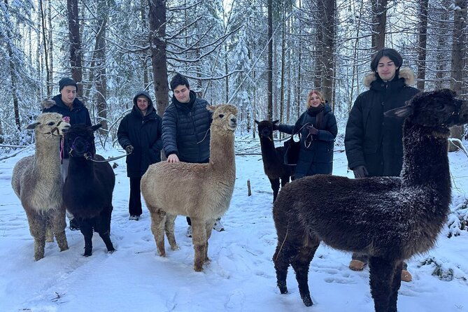 helsinki-alpaca-farm-tour-with-guided-walk