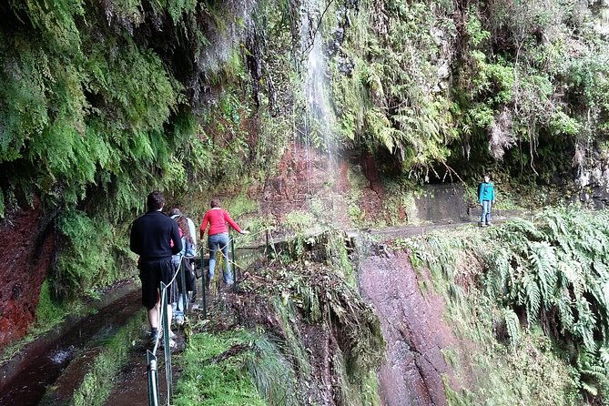 hike-in-laurisilva-levada-do-rei-madre-of-life-small-group-guided-walk
