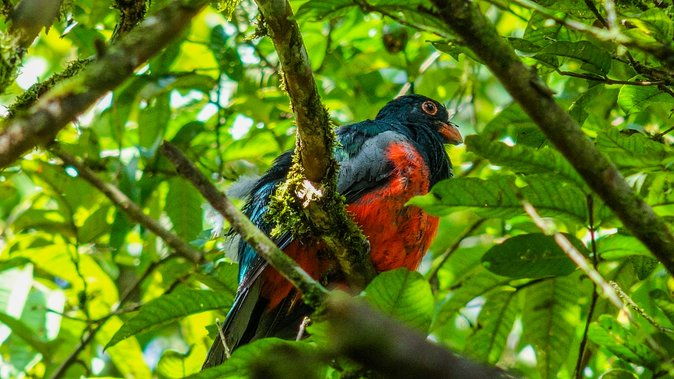 hiking-lovers-hanging-bridges-la-fortuna-waterfall-volcano-hike