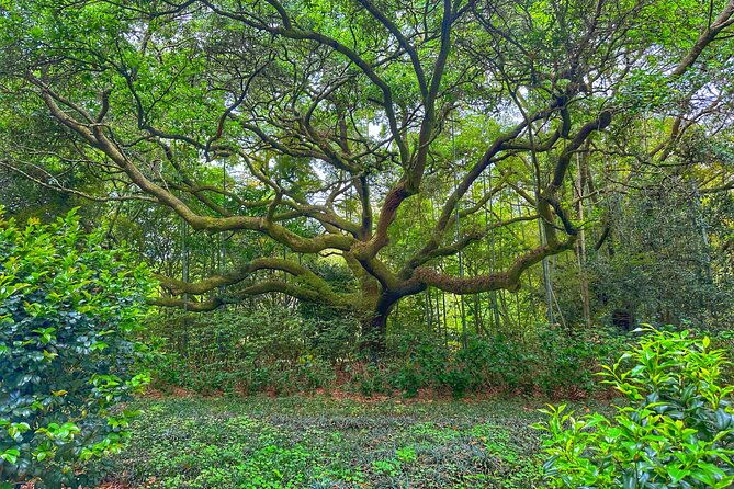 historic-mobile-and-bellingrath-garden-private-day-tour