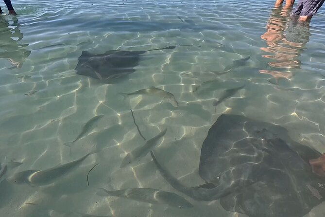 hol-chan-shark-ray-alley-and-caye-caulker-snorkeling-full-day