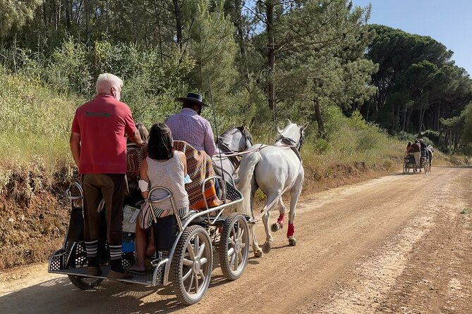 horse-carriage-tour-on-the-mountain-in-palmela