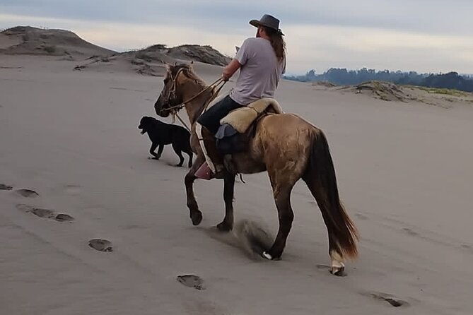 horseback-riding-on-beach-winery-alpacas-penguins-cowboybbq