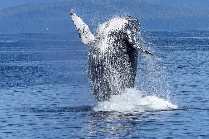 humpback-whale-and-dolphin-watch-in-kona-2