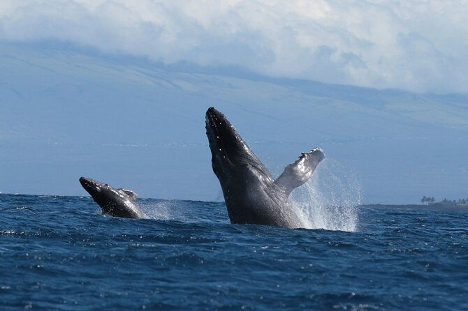 humpback-whale-and-dolphin-watch-in-kona