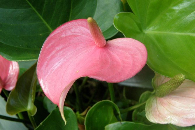 huntes-garden-and-st-nicholas-abbey-small-group-barbados-tour