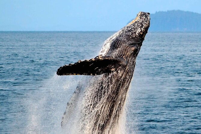 icy-strait-whale-wildlife-endeavor