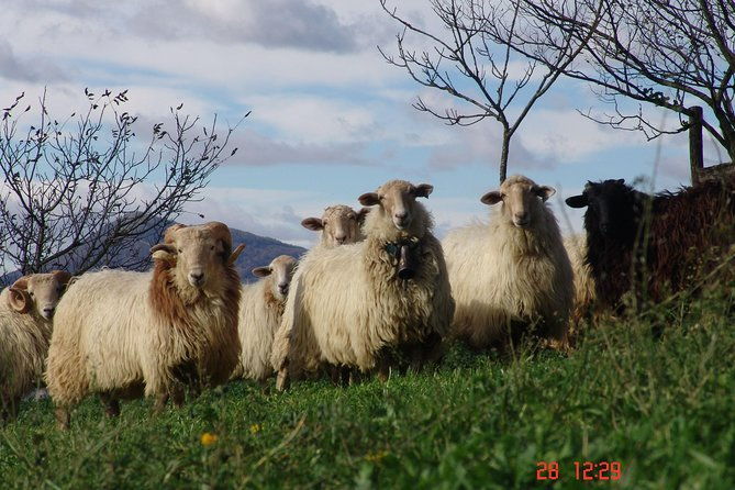 idiazabal-cheese-tour-from-san-sebastian