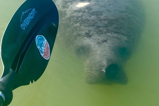 indian-river-clear-bottom-kayak-or-paddleboarding-manatee-and-dolphin-tour