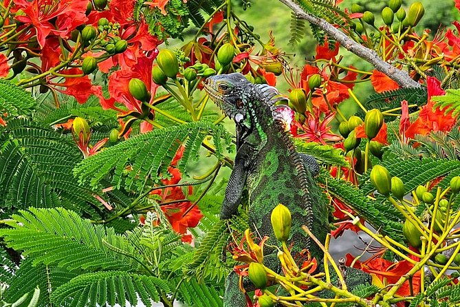 island-life-jeep-tours-your-day-your-way-private-excursion