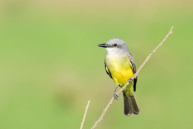 jaco-birdwatching-and-photography-with-sergio